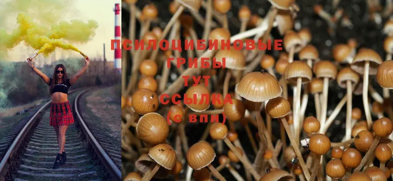 Псилоцибиновые грибы Psilocybine cubensis  Ардатов 